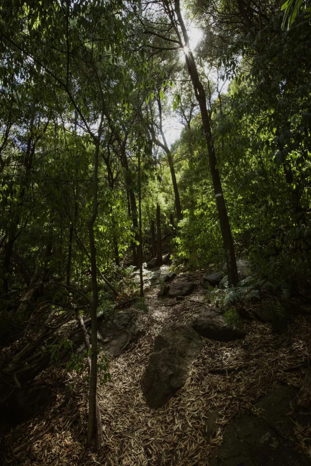 Bosque de la sierra